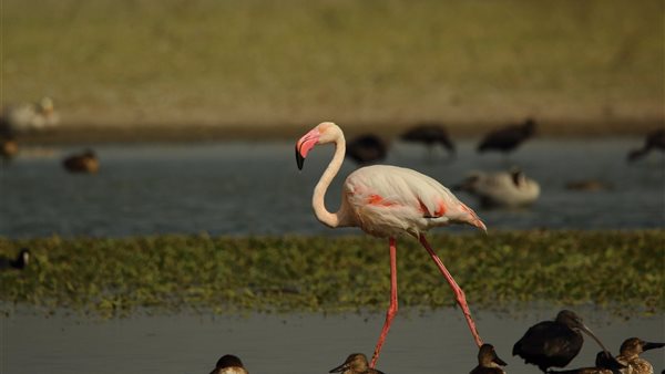الطيور المهددة بالانقراض