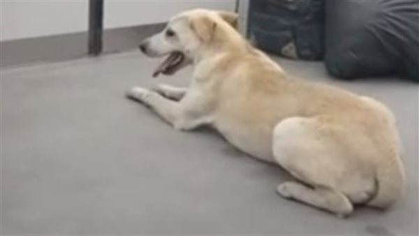 جانب من الواقعة 