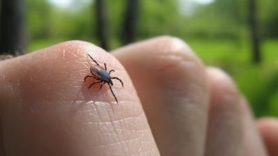 تعرض للدغة قراد..وفاة رجل بفيروس نادر أصيب بعدوى دماغية مميتة