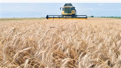 الزراعة: نعمل على تحسين إنتاجية فدان القمح ونستهدف حصاد 10 ملايين طن