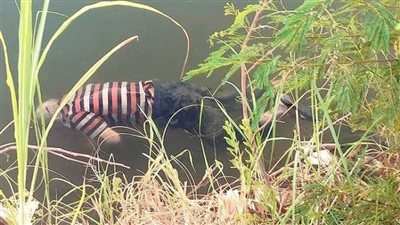 تفاصيل العثور على جثة شخص في حالة تعفن بمياه نهر النيل بسوهاج 