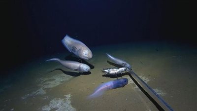 تتحلل بسرعة كبيرة.. العثور على أسماك غريبة في أعماق البحار الأسترالية