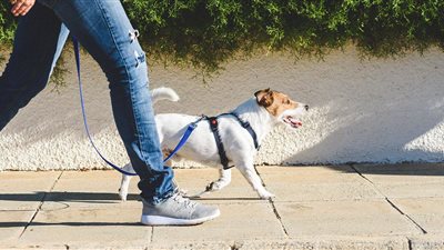 يُلزم بحسن رعاية الكلاب ويجرّم تشريسها.. رئيس محلية النواب يرد على جدل قانون حيازة الحيوانات