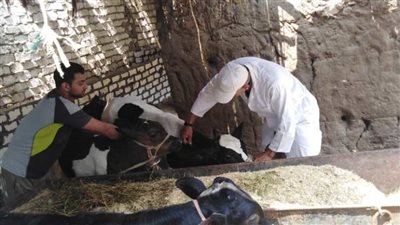 بيطري المنوفية: تحصين 372 ألف رأس ماشية ضد الحمى القلاعية
