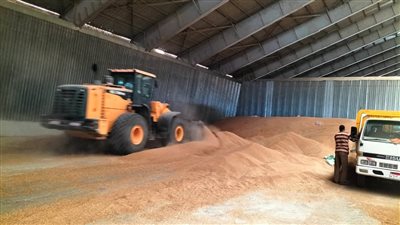 تموين الإسكندرية: توريد 12 طن قمح منذ انطلاق موسم الحصاد