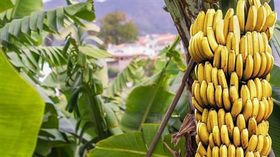 أضرار الموز على الأسنان.. يصل إلى حد التسوس