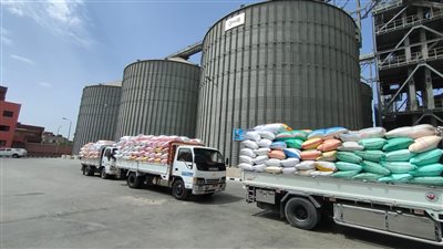 زراعة القليوبية: توريد 56 ألف و616 طنًا من القمح بصوامع المحافظة