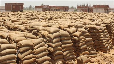 زراعة القليوبية: توريد 67 ألف و756 طنًا من القمح بصوامع المحافظة 
