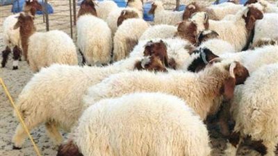 أقلها بـ5 آلاف جنيه.. الغرف التجارية: ارتفاع أسعار الأضاحي 30%