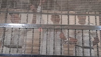 نيابة الإسكندرية: مقتل الكاهن أرسانيوس وديد كان عمدا.. والدفاع يطالب بإعدام المتهم شنقا