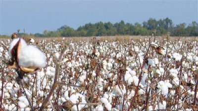 لاستعادة سمعة القطن المصري.. الزراعة: تشكيل لجنة تنفيذية لمتابعة نظام تداول القطن في جميع المحافظات