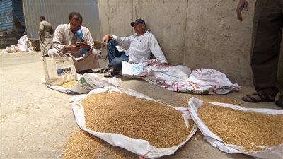 تموين المنوفية: استقبال 65 ألف طن من القمح منذ بدء موسم الحصاد