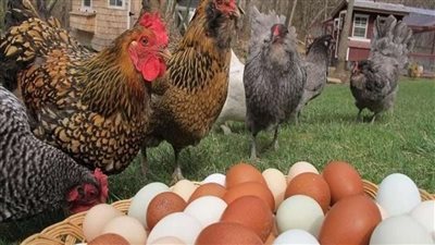 أسعار الدواجن والبيض في الأسواق اليوم الجمعة 7 أكتوبر 2022