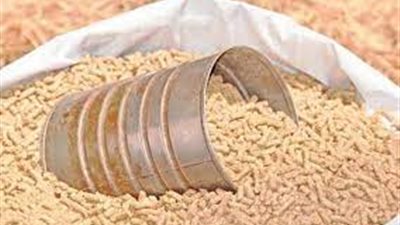 منتجي الدواجن: المربون متخوفون من ندرة الأعلاف.. ونطالب بالسماح للمستوردين بتدبير العملة الأجنبية