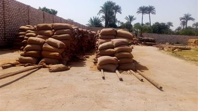 توريد أكثر من 69 ألف طن قمح من المزارعين بسوهاج| صور