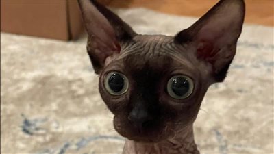 سعرها 157 ألف جنيه.. رعب متابعو ياسمين عبد العزيز بسبب زوجة قطها الجديد | فيديو جراف