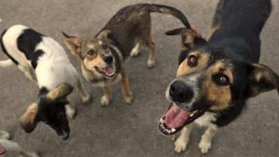 تسميم كلاب وذبح خارج السلخانة.. الداخلية تكشف حقيقة التحذير من التعامل مع أحد محلات الجزارة