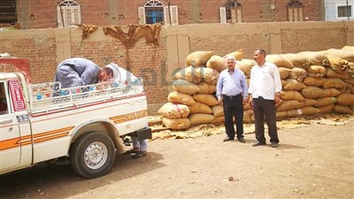 استمرار توريدات محصول القمح إلي الشون والصوامع في سوهاج |صور