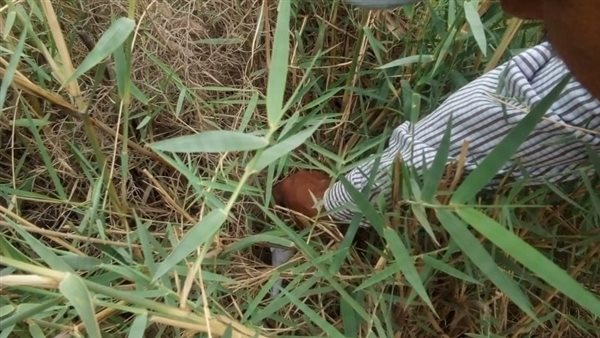 مواجهة انتشار القوارض