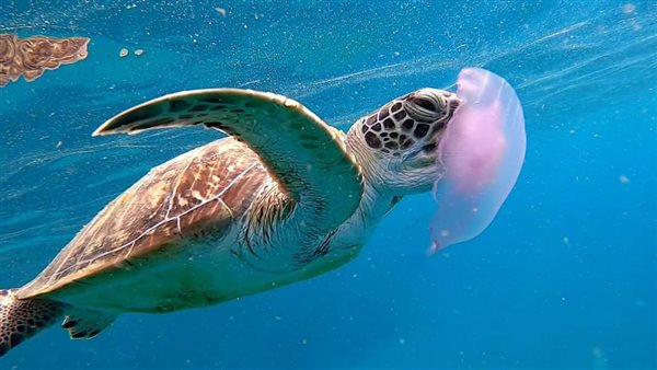 لقطات السلاحف أثناء