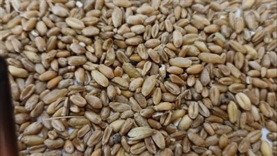 ضبط 12 طن قمح محلي مخلوط بمستورد داخل مطحن خاص بأسيوط 