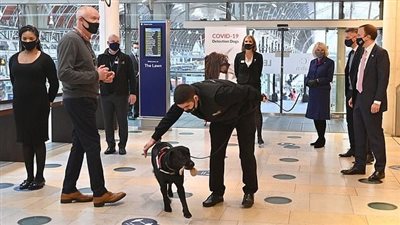 دراسة: الكلاب تكتشف فيروس كورونا بنسبة 97%