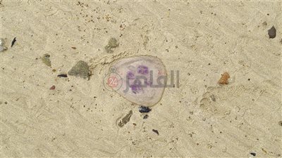 بعد غزوة القناديل على شواطئ الغردقة.. علوم البحار: لا تمثل خطرًا على المصطافين| صور