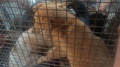 استجابة لـ القاهرة 24.. بدء إجراءات القضاء على الكلاب الضالة بـ مشروع دار مصر بحدائق أكتوبر | صور 