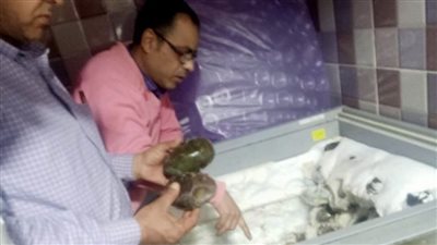 ضبط طن ونصف سلع غذائية منتهية الصلاحية في البحيرة │ صور