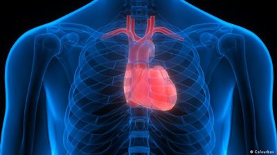 مركز السيطرة على الأمراض: تقليل كوليسترول البروتين الدهني له تأثير إيجابي على صحة القلب