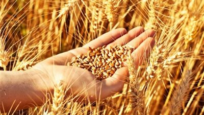 مركز حلول للسياسات البديلة: 5 إجراءات لتحسين معدلات الأمن الغذائي المصري 