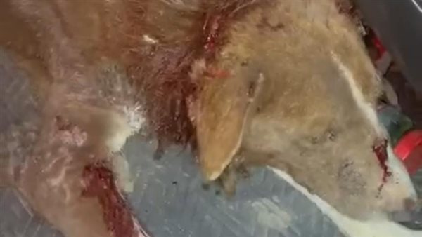 كلاب حدائق أكتوبر