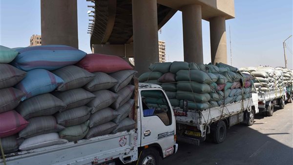 توريد قمح بالمنيا