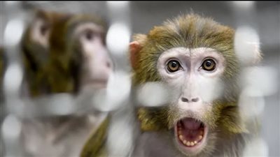 منها تجنب تناول اللحوم غير المطبوخة.. طرق الوقاية من جدري القرود بعد انتشاره بعدد من الدول | فيديوجراف