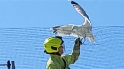 رجال الأطفاء تنقذ طائر النوروس لاشتباكه فوق السطح 