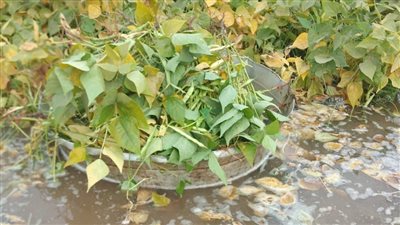 ارتفاع منسوب النيل وغرق بعض أراضي طرح النهر بمركز السادات في المنوفية