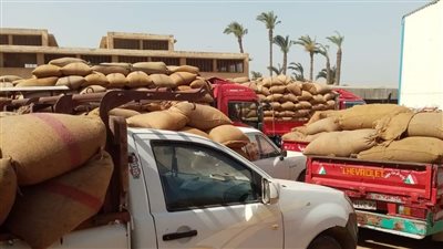 الحكومة تمد حظر تصدير القمح والفول والسلع الأساسية | مستند