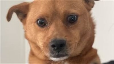 أصيب بالشلل وبترت قدميه.. قصة كلب عانى من الإهمال النفسي