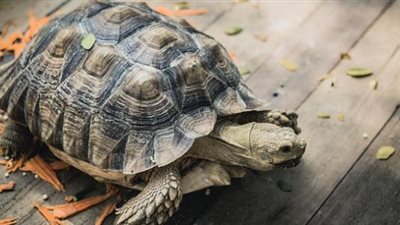 في اليوم العالمي لها.. أسرار لا تعرفها عن السلحفاة