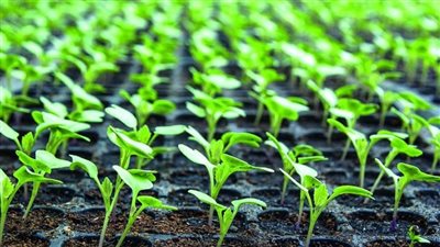 مسؤول بمركز بحوث الصحراء: الإرادة والتخطيط والعلم مثلث التنمية الزراعية