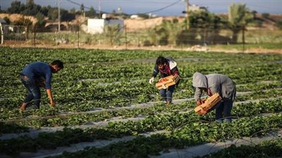 محافظ الشرقية الأسبق: يجب استغلال تخصص كل محافظة في الاستثمار.. والأولوية زيادة دعم المزارعين