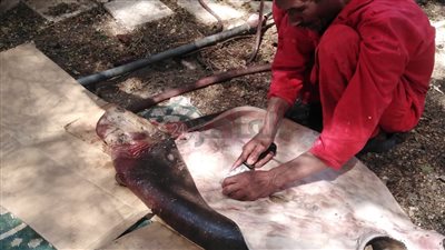 بعد العثور عليها نافقة.. علوم البحار ينتهي من تحنيط سمكة عروس البحر| صور وفيديو 