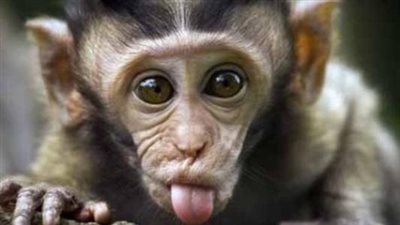 بعد انتشار جدري القرود.. مركز السيطرة على الأمراض يحذر المسافرين من الاتصال بالحيوانات