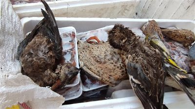 ضبط 125 كيلو طيور نافقة بأحد المحلات بشمال الجيزة | صور 