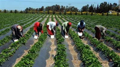 خبير اقتصادي: إفريقيا لديها 200 مليون فدان صالحة للزراعة