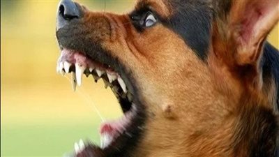 بينهم أطفال.. كلب يعقر 14 شخصا في المنوفية | بث مباشر