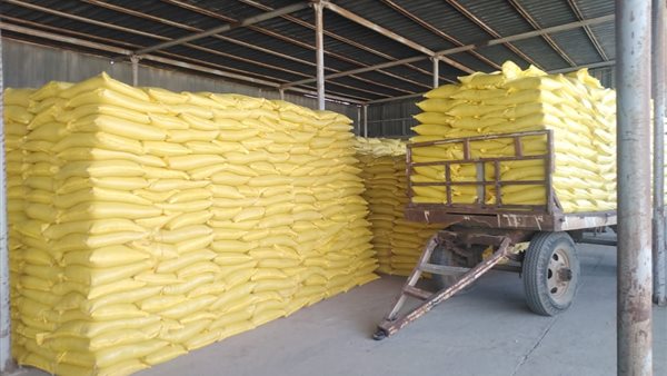  بدء إنتاج تقاوي