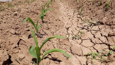 الموسم الجديد.. زراعة 55443 فدان ذرة حتى الآن في المنوفية