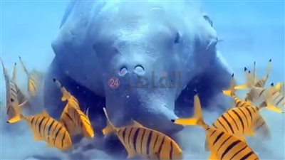 ظهور جديد لعروس البحر بمنطقة أبو دباب بمرسى علم | صور وفيديو