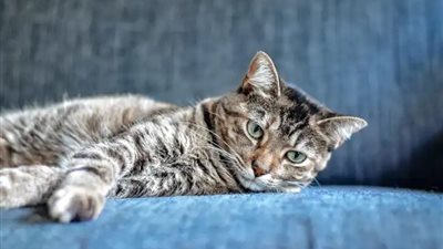  امتلاك قطة يضاعف خطر الإصابة بالاضطرابات المرتبطة بالفصام | دراسة